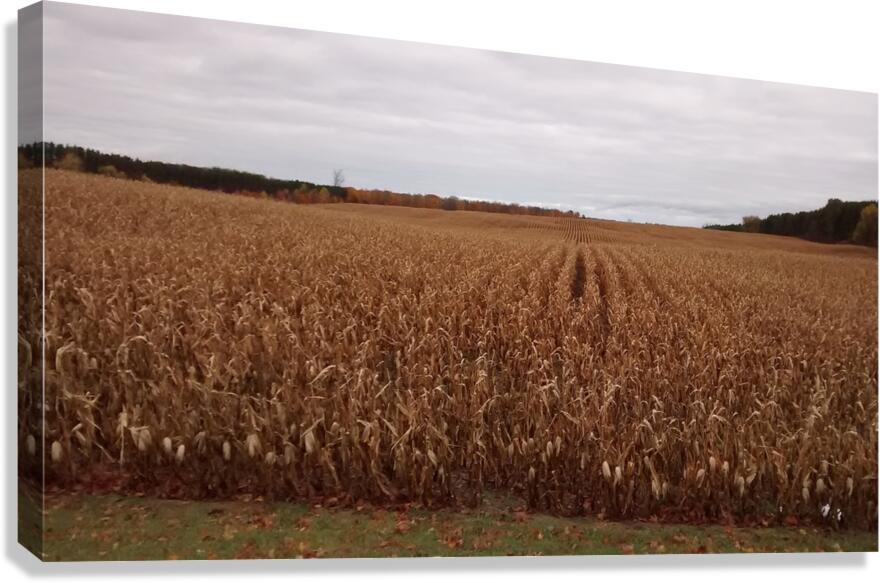 Fall Harvest Canvas Print