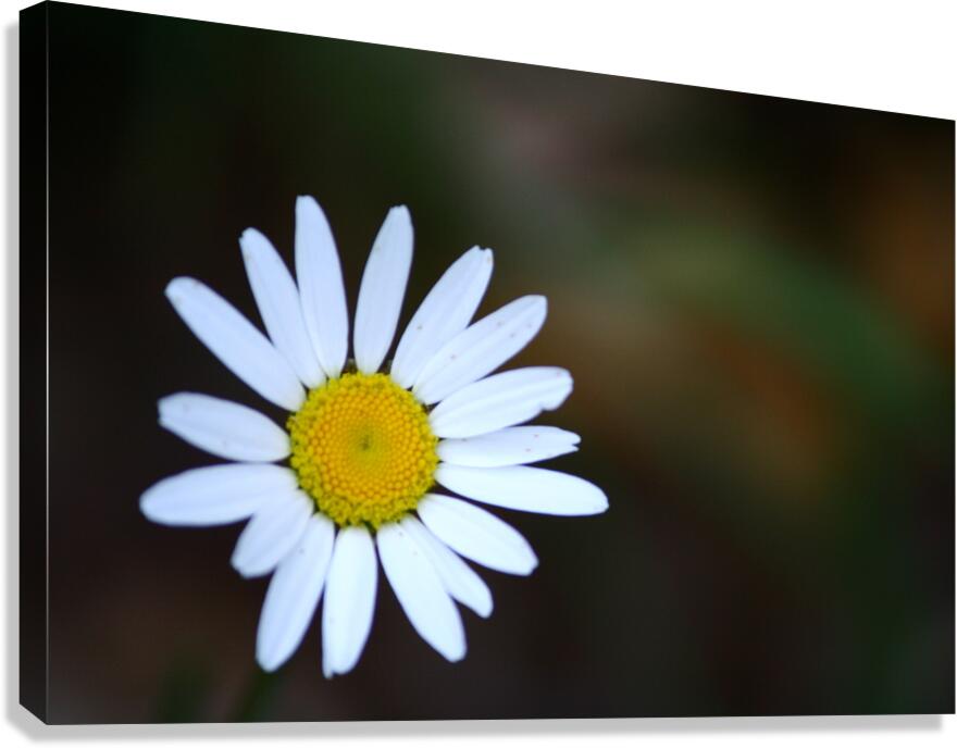 Daisy Canvas Print