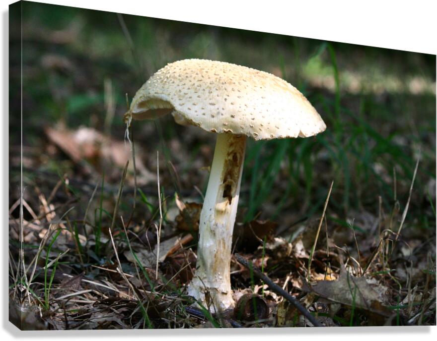 Mushroom Canvas Print