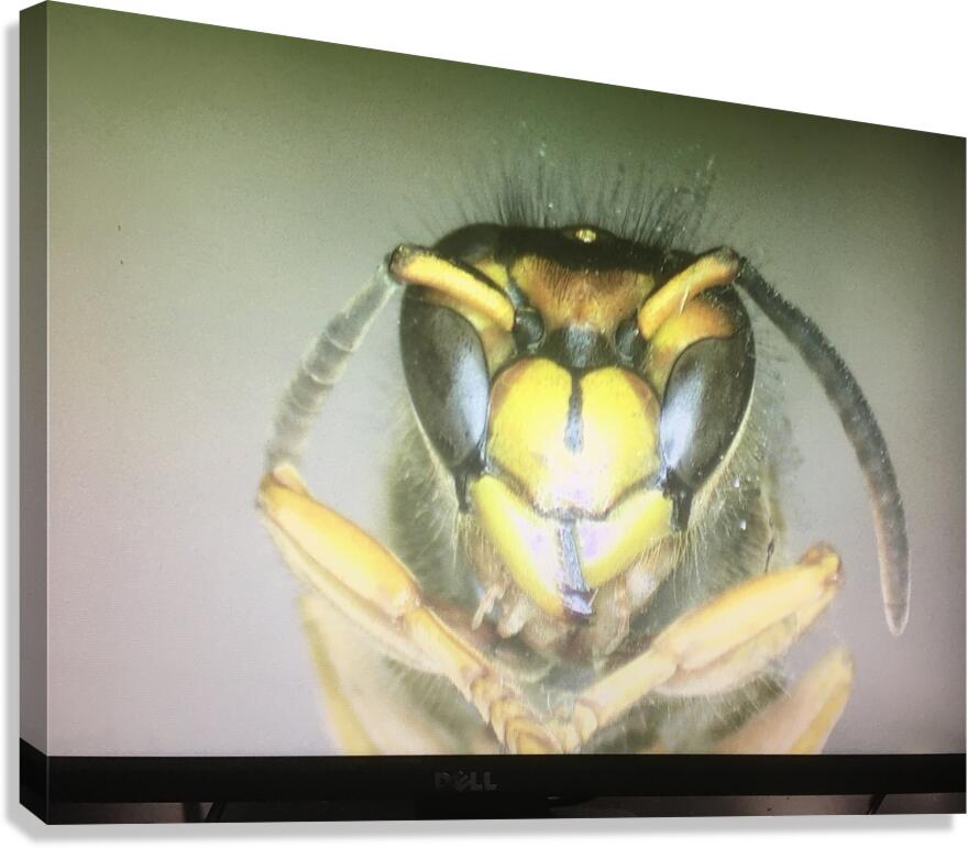 Insect Canvas Print