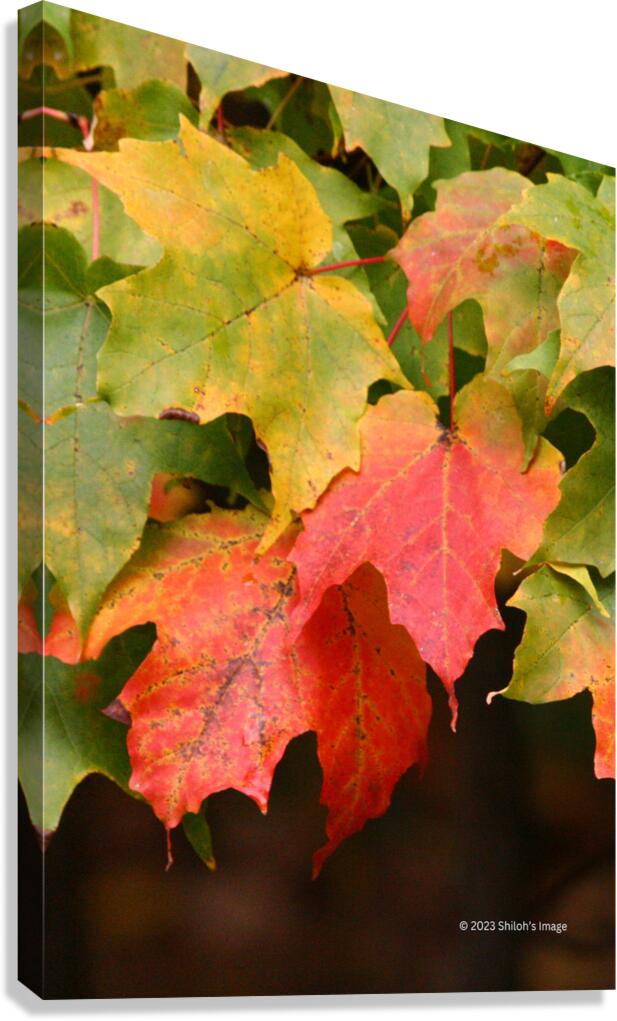 Fall Maple Canvas Print