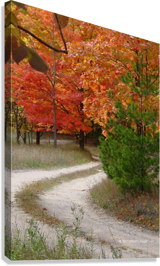 Fall Two Track Canvas Print