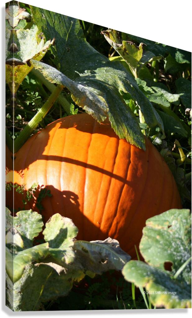 Pumpkin Canvas Print