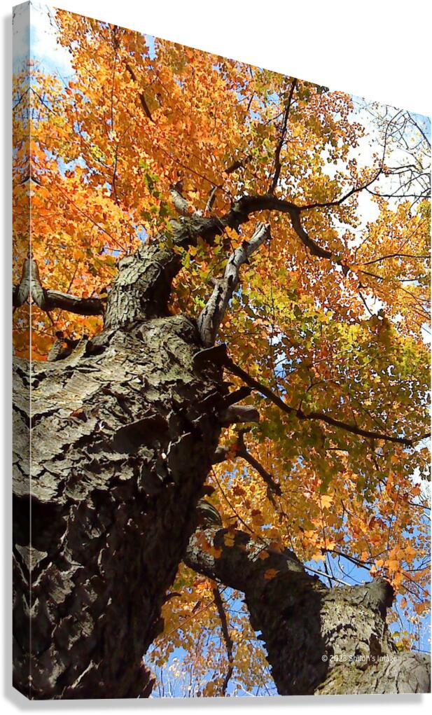 Look Up Canvas Print