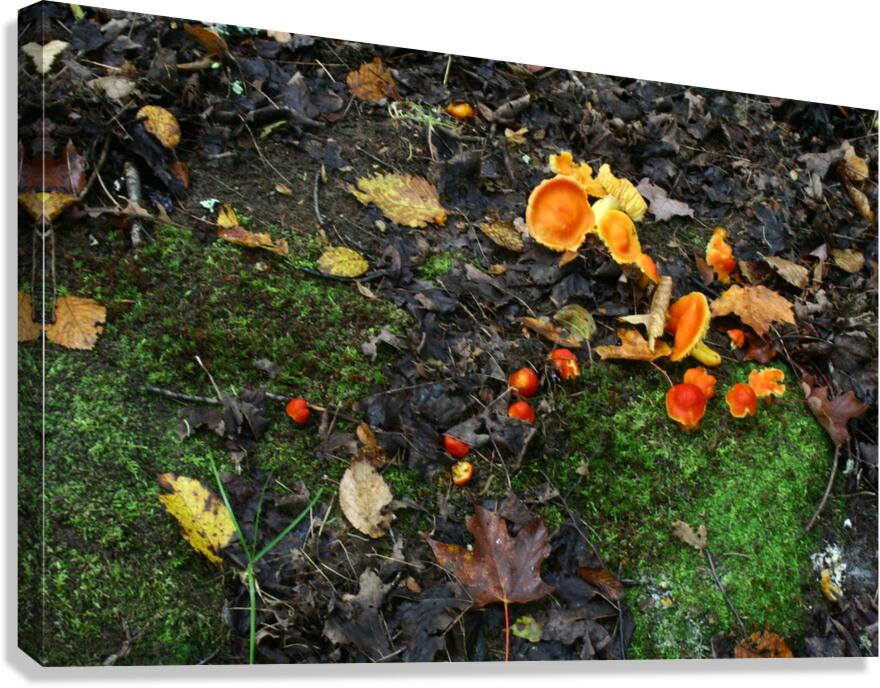 Lichens Canvas Print