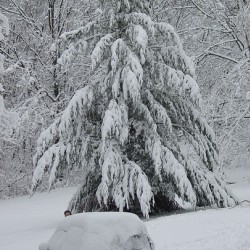 Winter pine