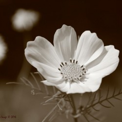 Classic cosmos