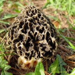 Morel mushroom