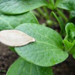 Pumpkin seed