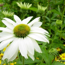 White coneflower
