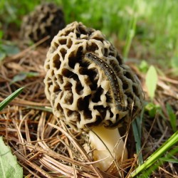 Morel Mushroom 5 10 2010 