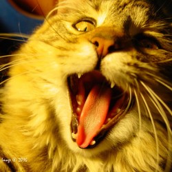 Cat yawn