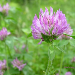 Clover 6 12 2010 