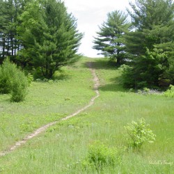 Summer path