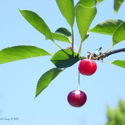 Tart Cherry 7 13 2007 