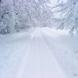 Winterland