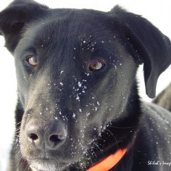 Black lab