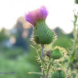 Thistle