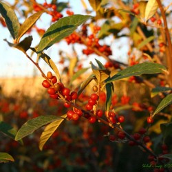 Berry bush