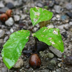 Oak tree