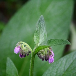 Comfrey