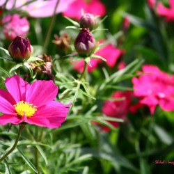 Pink cosmos