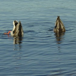 Mallards