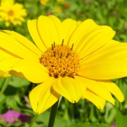 Mello yellow