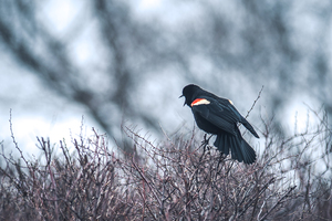 Red winged black bird