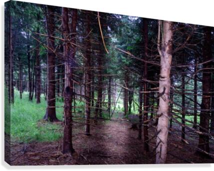 Pine tree trunks Canvas Print