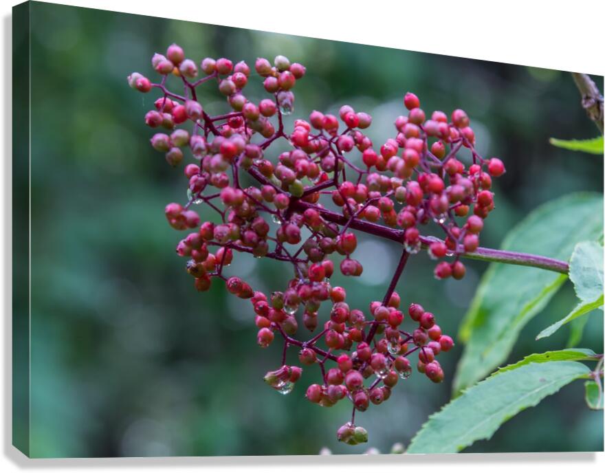 Berries Canvas Print
