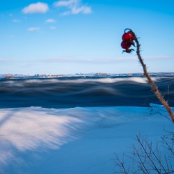 Freezing great waves with berries