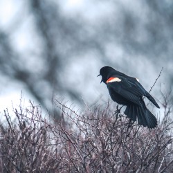 Red winged black bird