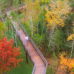 Forest fallautumn colors