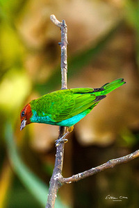 Tanager Gyrola