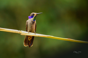 Colibri delphinae