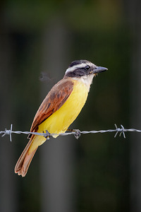 Great Kiskadee - Pitangus sulphuratus 