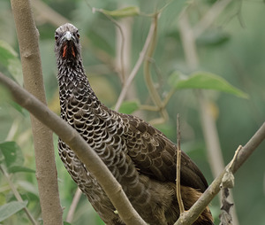 Colombian chachalaca- Ortalis Columbiana 