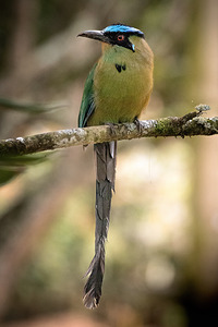 Andean Motmot - Momotus ecuatoriales