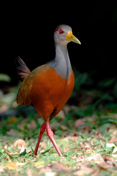 Gray-cowled Wood-Rail - Aramides Cajaneus by AvistarColombia