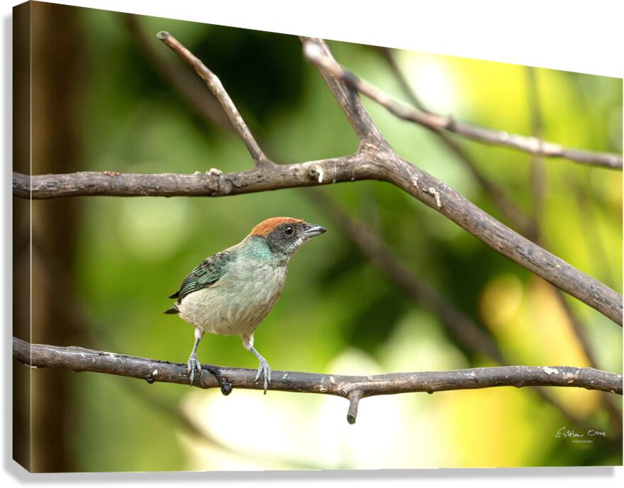 Stilpnia vitriolina Canvas Print