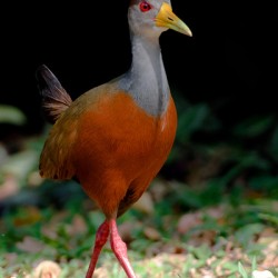 Gray-cowled Wood-Rail - Aramides Cajaneus