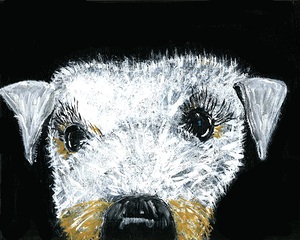 Schnauzer portrait