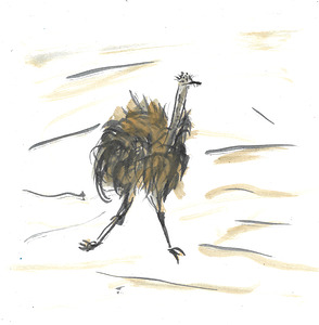 Ostritch    after Picasso