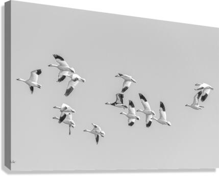 Flight - D756611 Canvas Print