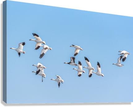 Flight - D756611 Canvas Print