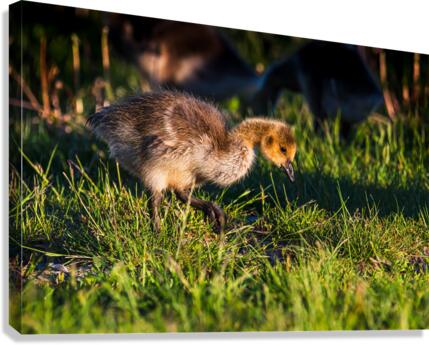 Foraging - D759804 Canvas Print