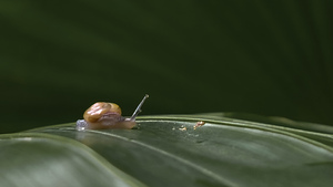Leafy Journey: A Snails Slow and Steady Path