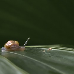 Leafy Journey: A Snails Slow and Steady Path