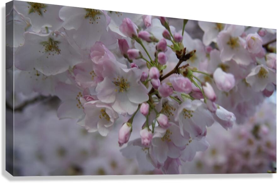 cherryblossom8 Canvas Print